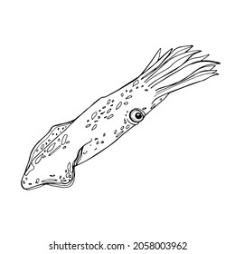 Squid. Hand-drawn graphics, water world, wildlife. Background for children and adults. For painting, textiles, design, coloring, print. Stock illustration. Isolate on white.