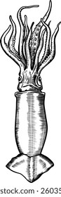 Squid illustration in a classic engraved style.