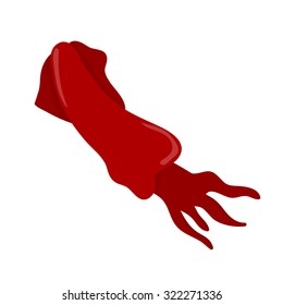 squid isolated illustration on white background