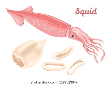 Squid isolated on white background. Fresh seafood, raw squid fillet ready for cooking, and calamary rings. Vector illustration in cartoon flat style.