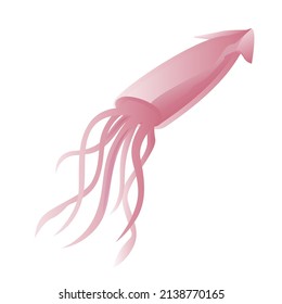 Squid isolated on white background. Vector illustration of seafood.