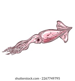 Calamar aislado de fondo blanco. Ilustración vectorial. Perfecto para la decoración del menú, la invitación, la tarjeta y como elemento de diseño.