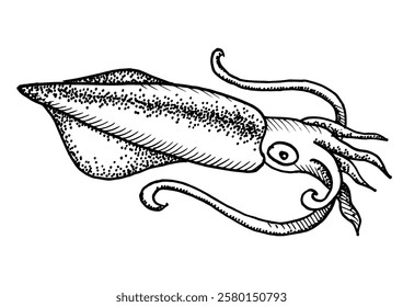 Squid isolated on white background for menu design.  Vintage engraved sketch. Seafood dot drawing collection