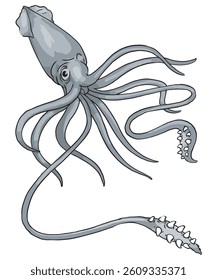 Squid isolated on a white background