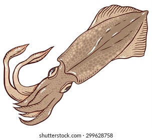 squid isolated on white background  hand drawing vector illustration