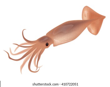 Squid isolated on a white background. Vector Illustration