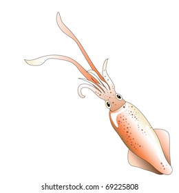 A squid isolated on white background EPS10 vector illustration.