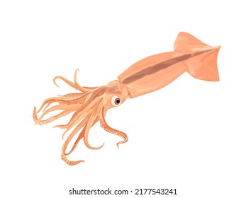 Squid isolated on white background.Vector illustration
