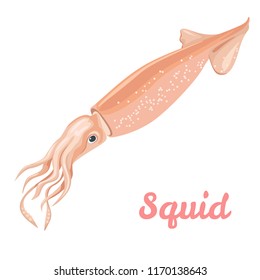 Squid isolated on white. Vector color illustration in flat style. Sea food icon concept.