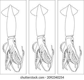 Squid line drawing for coloring book