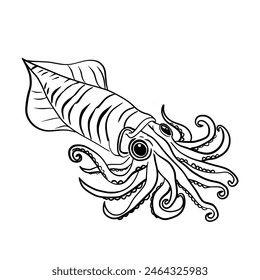 Squid line drawing swimming.Vector illustration isolated on white.