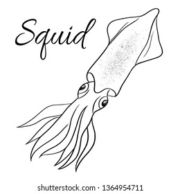 squid line vector illustration