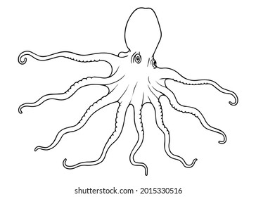 squid line vector illustration,isolated on white background,top view