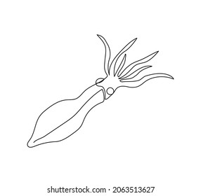 Squid, mollusk, cephalopods continuous line drawing. One line art of fish, seafood, marine animals.