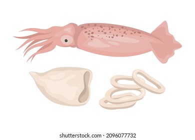 Squid on white background, seafood. Vector illustration.