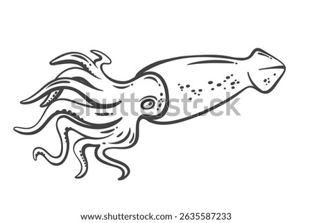 Squid outline drawing in doodle style. Edible marine mollusk and seafood delicacy, used in Mediterranean and Asian cuisine. Popular food for pub snacks or restaurant dishes. Vector illustration.