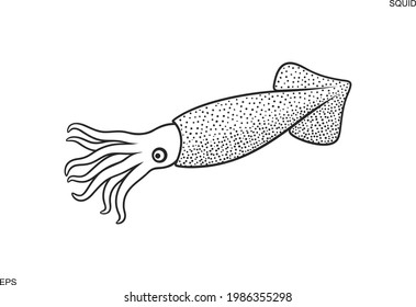 Squid outline. Isolated squid on white background
