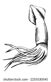 squid pencil drawing for coloring. Sketch
