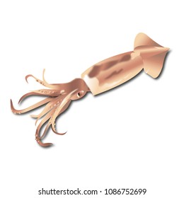 Squid realistic isolated on white background vector illustration