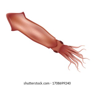 Squid realistic vector illustration. Marine animal with tentacles. Squid isolated on a white background. Seafood product and healthy nutrition.