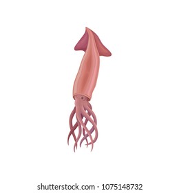 Squid sea creature vector Illustration on a white background
