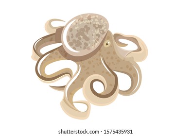 squid sea food underwater creature vector illustration