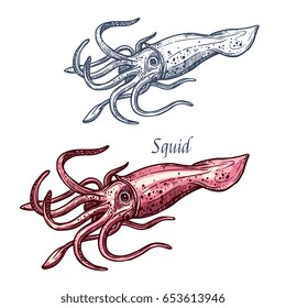 Squid seafood isolated sketch. Sea animal, european squid with pink tentacles and mantle. Seafood, fish market label, food packaging or underwater sea animal themes design