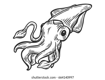 Squid seafood nature ocean aquatic underwater vector. Hand drawn marine engraving illustration on white background. Sea animal