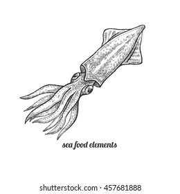 Squid. Seafood. Vector illustration. Isolated image on white background. Vintage style. Hand drawn black ink image.