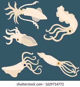 squid set of vector illustrations isolated on a dark background