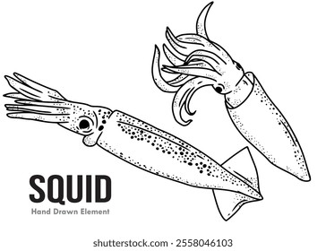 Squid sketch with black ink hand drawing. Suitable for seafood ornament designs, coloring books, and animal design elements