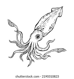 Squid sketch. Hand drawn detailed vector illustration of sea animal with tentacles. Ink monochrome drawing isolated on white background.