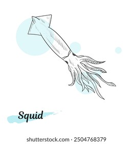 Squid sketch. Hand drawn detailed vector illustration of sea animal with tentacles. Squid black and white clip art isolated on white background