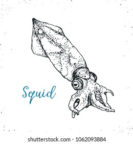 Squid sketch icon isolated on white background. Hand drawn seafood . Vector illustration for restaurant menu designs etc.