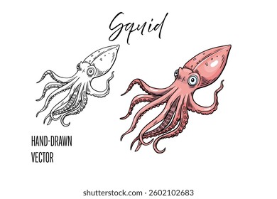 squid vector drawing  hand drawn squid in color and line art
