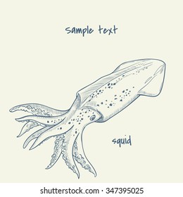 squid. vector hand drawn illustration