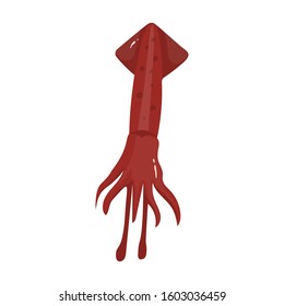 Squid vector icon.Cartoon vector icon isolated on white background squid .