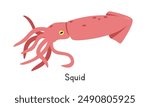 Squid vector illustration. Cute squid cartoon clipart, animal in flat style. Sea animals, underwater creatures, ocean animals, marine life concept. Squid vector design isolated on white background