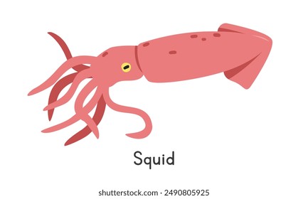 Squid vector illustration. Cute squid cartoon clipart, animal in flat style. Sea animals, underwater creatures, ocean animals, marine life concept. Squid vector design isolated on white background