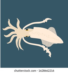 squid vector illustration isolated on a dark background