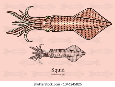 Squid. Vector illustration with refined details and optimized stroke that allows the image to be used in small sizes (in packaging design, decoration, educational graphics, etc.)