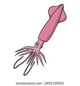 squid vector illustration,isolated on white background,top view