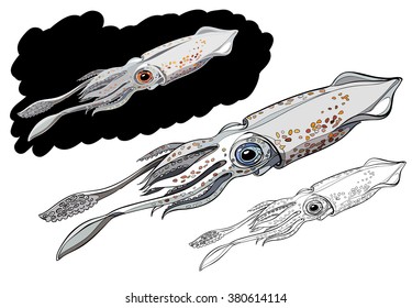 squid vector image