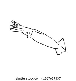 Kalmare. Vektorgrafik einzeln. Ink. handgezeichnet, Tintenfisch, Vektorgrafik