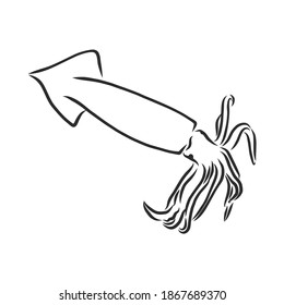 Calamar. Ilustración aislada del vector. Tinta. Ilustración de boceto de vector squid dibujada a mano