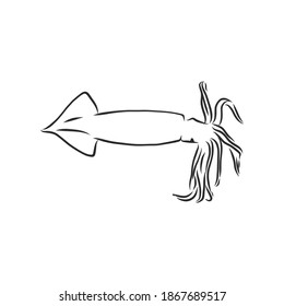 Squid. Vector isolated illustration. Ink. Hand drawn, squid vector sketch illustration
