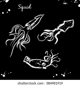 Squid. Vector isolated illustration. Ink. Hand drawn