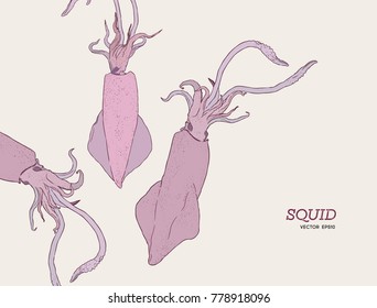 Squid vector. seafood set. hand draw sketch vector.