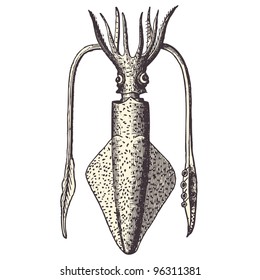 Squid - vintage engraved illustration - "Dictionnaire encyclopedique universel illustre" By Jules Trousset - 1891 Paris