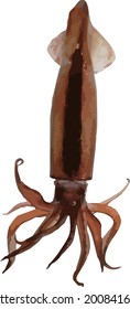 Squid  with a white background